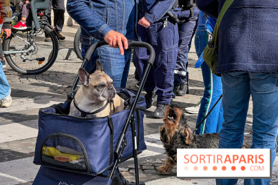 La Marche des animaux à Paris : défilé gratuit, ouvert aux chiens, chats ... sur les Champs-Élysées