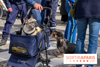 La Marche des animaux à Paris : défilé gratuit, ouvert aux chiens, chats ... sur les Champs-Élysées