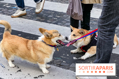 La Marche des animaux à Paris : défilé gratuit, ouvert aux chiens, chats ... sur les Champs-Élysées