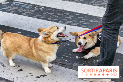 La Marche des animaux à Paris : défilé gratuit, ouvert aux chiens, chats ... sur les Champs-Élysées