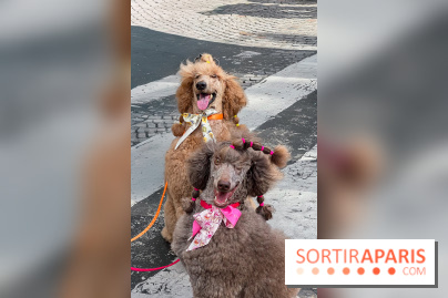 La Marche des animaux à Paris : défilé gratuit, ouvert aux chiens, chats ... sur les Champs-Élysées