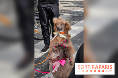 La Marche des animaux à Paris : défilé gratuit, ouvert aux chiens, chats ... sur les Champs-Élysées