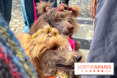 La Marche des animaux à Paris : défilé gratuit, ouvert aux chiens, chats ... sur les Champs-Élysées