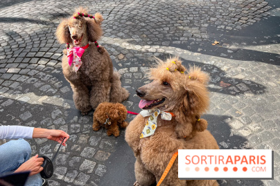 La Marche des animaux à Paris : défilé gratuit, ouvert aux chiens, chats ... sur les Champs-Élysées