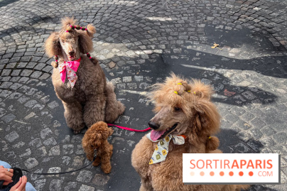 La Marche des animaux à Paris : défilé gratuit, ouvert aux chiens, chats ... sur les Champs-Élysées