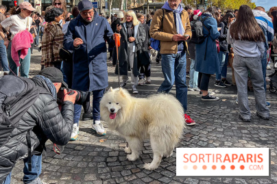 La Marche des animaux à Paris : défilé gratuit, ouvert aux chiens, chats ... sur les Champs-Élysées