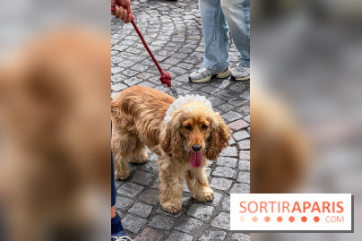 La Marche des animaux à Paris : défilé gratuit, ouvert aux chiens, chats ... sur les Champs-Élysées