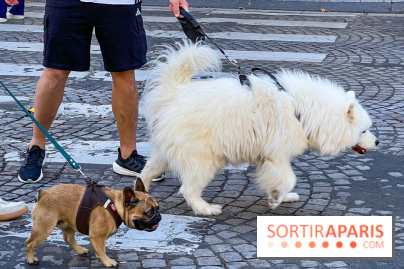 La Marche des animaux à Paris : défilé gratuit, ouvert aux chiens, chats ... sur les Champs-Élysées