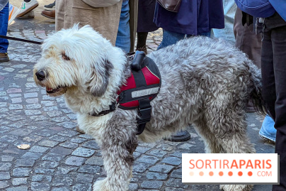 La Marche des animaux à Paris : défilé gratuit, ouvert aux chiens, chats ... sur les Champs-Élysées - IMG 5516
