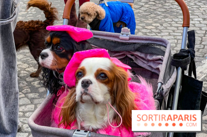 La Marche des animaux à Paris : défilé gratuit, ouvert aux chiens, chats ... sur les Champs-Élysées - IMG 5610