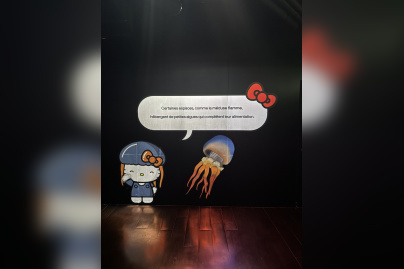 Hello Kitty et ses amis célèbrent les fêtes de fin d'année à l'Aquarium de Paris ! - IMG 8254