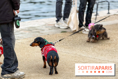 Paris Sausage Walk, la Marche des Teckels 2025