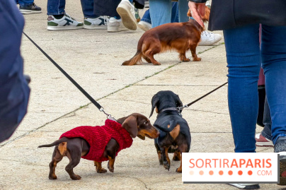 Paris Sausage Walk, la Marche des Teckels 2025