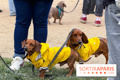 Paris Sausage Walk, la Marche des Teckels 2025
