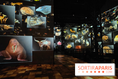 Dinosaures : l'expérience immersive qui nous fait remonter le temps à l'Atelier des Lumières, photos - fotor 1764680504935
