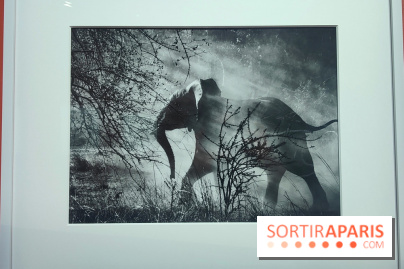 Sebastião Salgado au cœur d'une exposition de photos gratuite à l'Hôtel de Ville de Paris