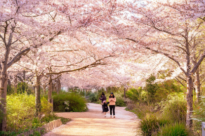 Les cerisiers en fleurs au Parc de Billancourt à Boulogne-Billancourt, Hanami aux portes de Paris