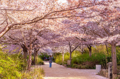 Les cerisiers en fleurs au Parc de Billancourt à Boulogne-Billancourt, Hanami aux portes de Paris