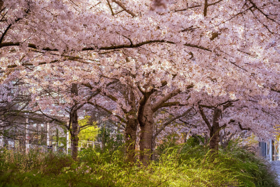Les cerisiers en fleurs au Parc de Billancourt à Boulogne-Billancourt, Hanami aux portes de Paris - A7C08662