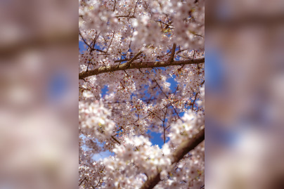 Les cerisiers en fleurs au Parc de Billancourt à Boulogne-Billancourt, Hanami aux portes de Paris - A7C08665