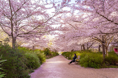 Les cerisiers en fleurs au Parc de Billancourt à Boulogne-Billancourt, Hanami aux portes de Paris - A7C08674
