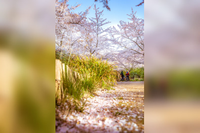 Les cerisiers en fleurs au Parc de Billancourt à Boulogne-Billancourt, Hanami aux portes de Paris - A7C08677