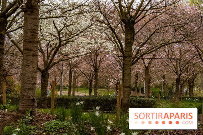 Les cerisiers du parc Martin Luther King - Clichy - Batignoles