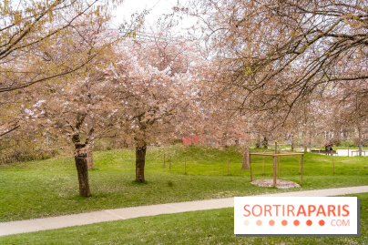 Les cerisiers du parc Martin Luther King - Clichy - Batignoles