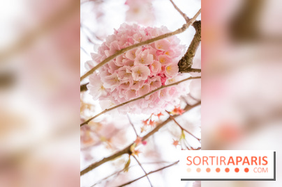 Les cerisiers du parc Martin Luther King - Clichy - Batignoles - A7C08835