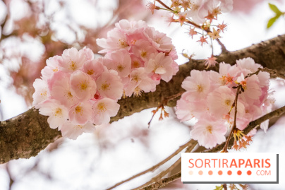 Les cerisiers du parc Martin Luther King - Clichy - Batignoles - A7C08837