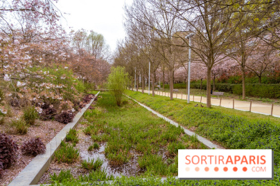 Les cerisiers du parc Martin Luther King - Clichy - Batignoles