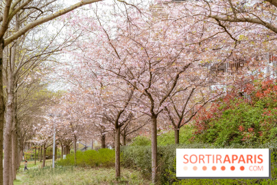 Les cerisiers du parc Martin Luther King - Clichy - Batignoles - A7C08844