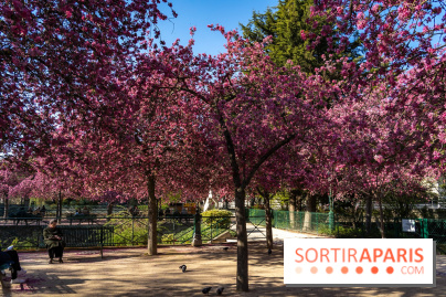 Les pommiers et cerisiers en fleurs du Jardin de Reuilly, Parc de Reuilly à Paris 12e - photos