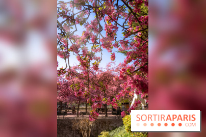 Les pommiers et cerisiers en fleurs du Jardin de Reuilly, Parc de Reuilly à Paris 12e - photos  - A7C09314 Edit