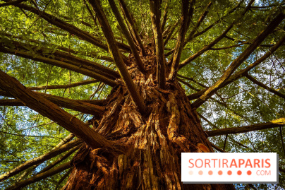 Le jardin botanique de Launay et arboretum de l'Université Paris Saclay à Orsay - les photos - A7C09589
