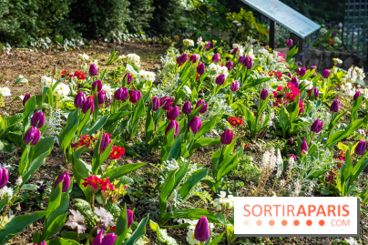 Le Parc de Bagatelle au printemps, cerisier, tulipes et jonquilles - photos