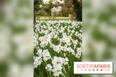 Le Parc de Bagatelle au printemps, cerisier, tulipes et jonquilles - photos