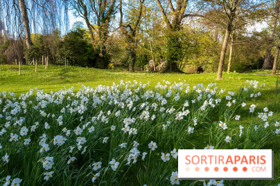 Le Parc de Bagatelle au printemps, cerisier, tulipes et jonquilles - photos