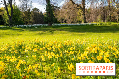 Le Parc de Bagatelle au printemps, cerisier, tulipes et jonquilles - photos