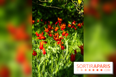 Le Parc de Bagatelle au printemps, cerisier, tulipes et jonquilles - photos