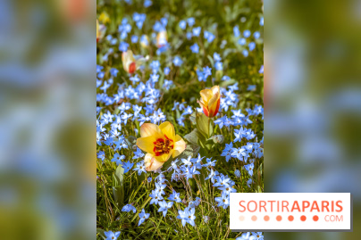 Le Parc de Bagatelle au printemps, cerisier, tulipes et jonquilles - photos