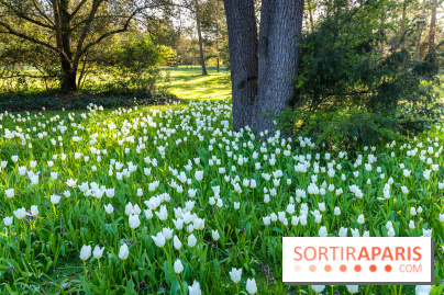 Le Parc de Bagatelle au printemps, cerisier, tulipes et jonquilles - photos