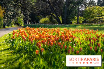 Le Parc de Bagatelle au printemps, cerisier, tulipes et jonquilles - photos