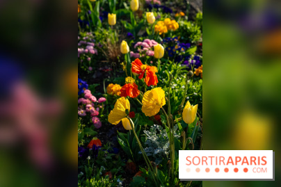 Le Parc de Bagatelle au printemps, cerisier, tulipes et jonquilles - photos