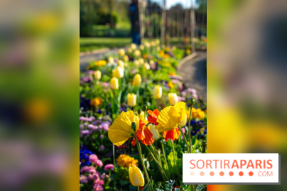 Le Parc de Bagatelle au printemps, cerisier, tulipes et jonquilles - photos