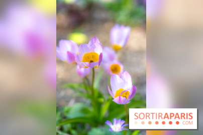 Le Parc de Bagatelle au printemps, cerisier, tulipes et jonquilles - photos