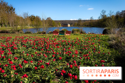 Les tulipes du Château de Dampierre, son jardin anglais et le jardin Le Nôtre