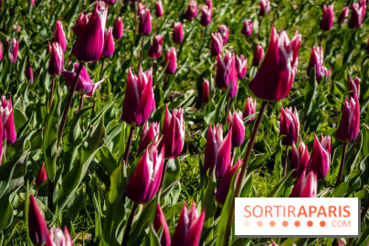 Les tulipes du Château de Dampierre, son jardin anglais et le jardin Le Nôtre