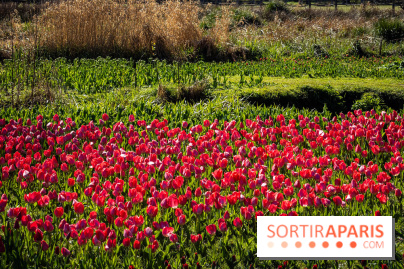 Les tulipes du Château de Dampierre, son jardin anglais et le jardin Le Nôtre