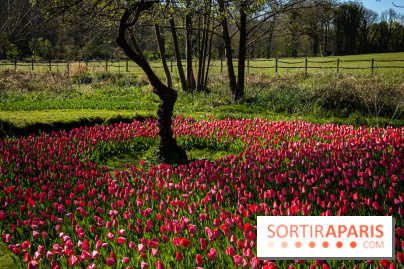 Les tulipes du Château de Dampierre, son jardin anglais et le jardin Le Nôtre